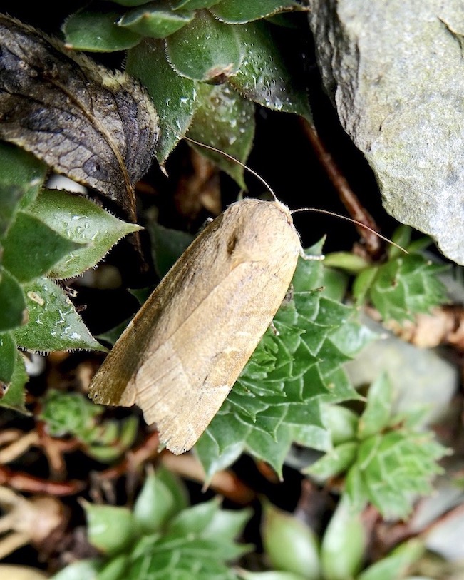 broad-bordered yellow underwingy